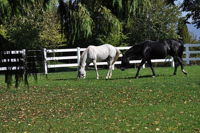 The Easy Guide to Great Horse Fencing